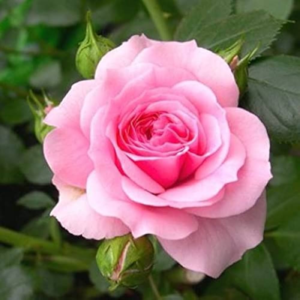 Rose Flower Seeds Pink Flower seeds for Planting Perfect for Borders Heirloom & GMO Free Seeds for Home Garden
Sale seeds for home garden planting