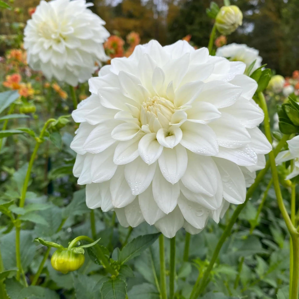 White Dahlias Flower seeds for Planting Perfect for Borders Heirloom & GMO Free Seeds for Home Garden
Sale seeds for home garden planting