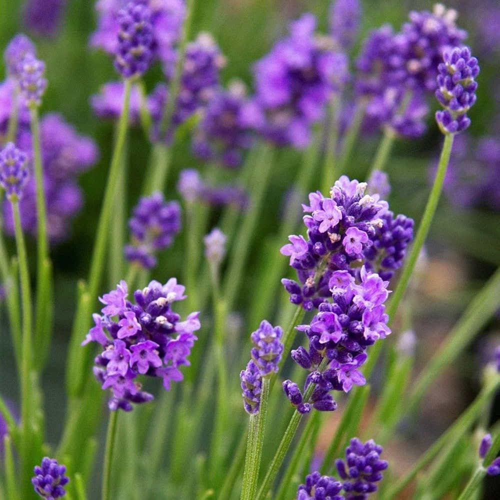 Lavender Vera Flower seeds for Planting Seasonal Bloomer Heirloom & GMO Free Seeds for Home Garden
Sale seeds for home garden planting