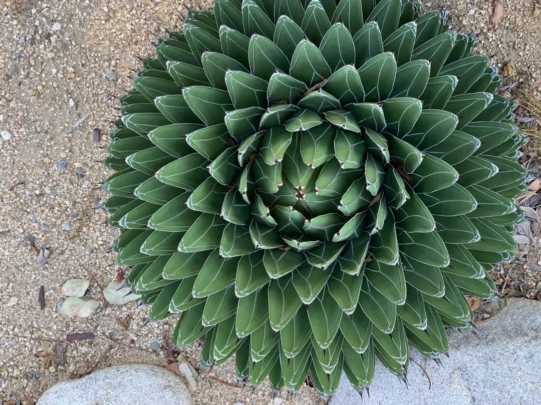 Agave Victoriae Flower seeds for Planting Compact Growth Heirloom & GMO Free Seeds for Home Garden
Sale for planting in home garden