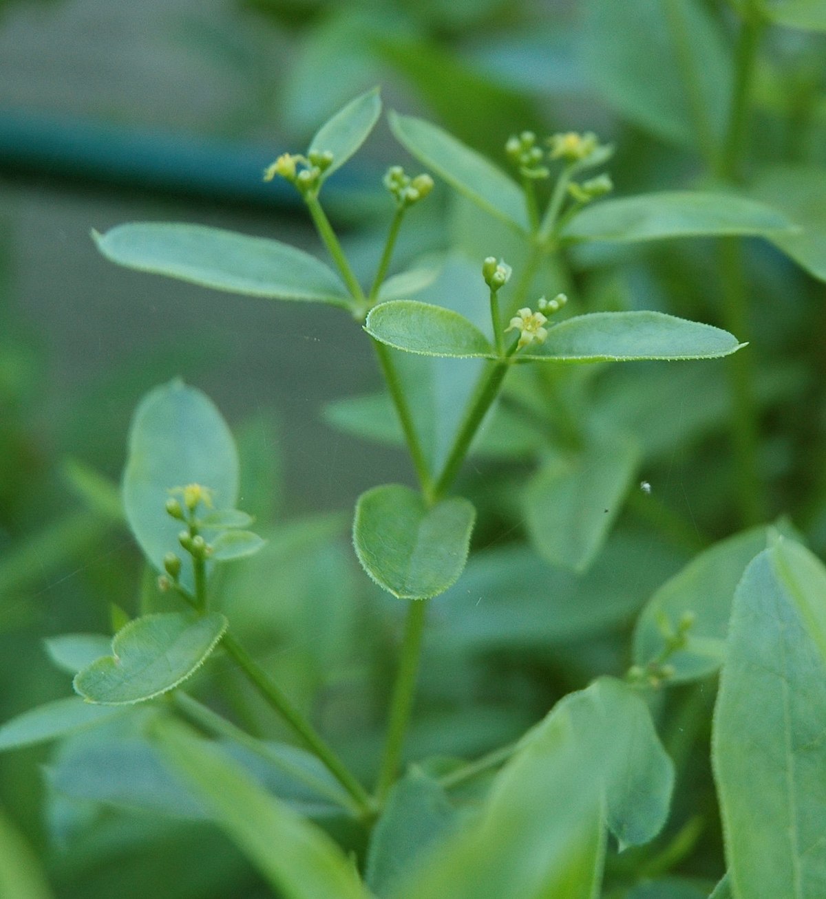 Green Rubia Tinctorum Flower seeds for Planting Garden Favorite Heirloom & GMO Free Seeds for Home Garden
Sale seeds for home garden planting