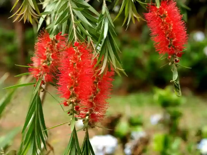 Brush Flower seeds for Planting - Drought Tolerant, Heirloom & GMO Free Seeds for Home Garden
Sale seeds for planting in home garden