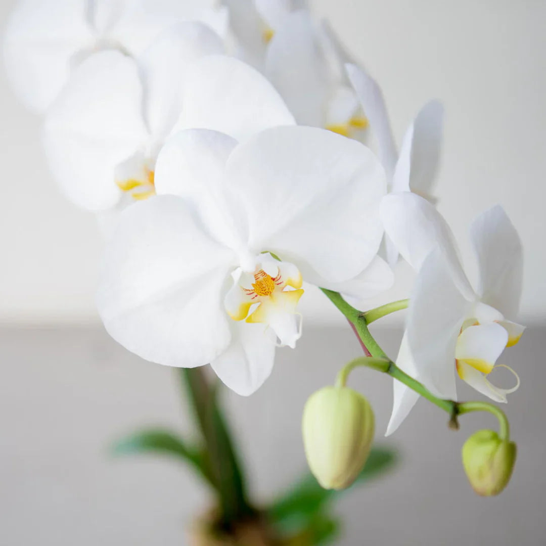 Phalaenopsis Orchids Flower seeds for Planting Seasonal Bloomer Heirloom & GMO Free Seeds for Home Garden
Sale seeds for home garden planting