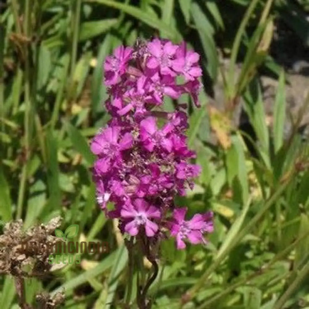 Violet Lychnis Flower seeds for Planting - Hardy Variety, Heirloom & GMO Free Seeds for Home Garden
Sale seeds for planting in home garden