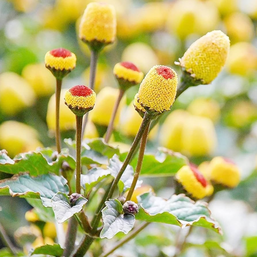 Spilanthes Flower seeds for Planting Seasonal Bloomer Heirloom & GMO Free Seeds for Home Garden
Sale seeds for home garden planting