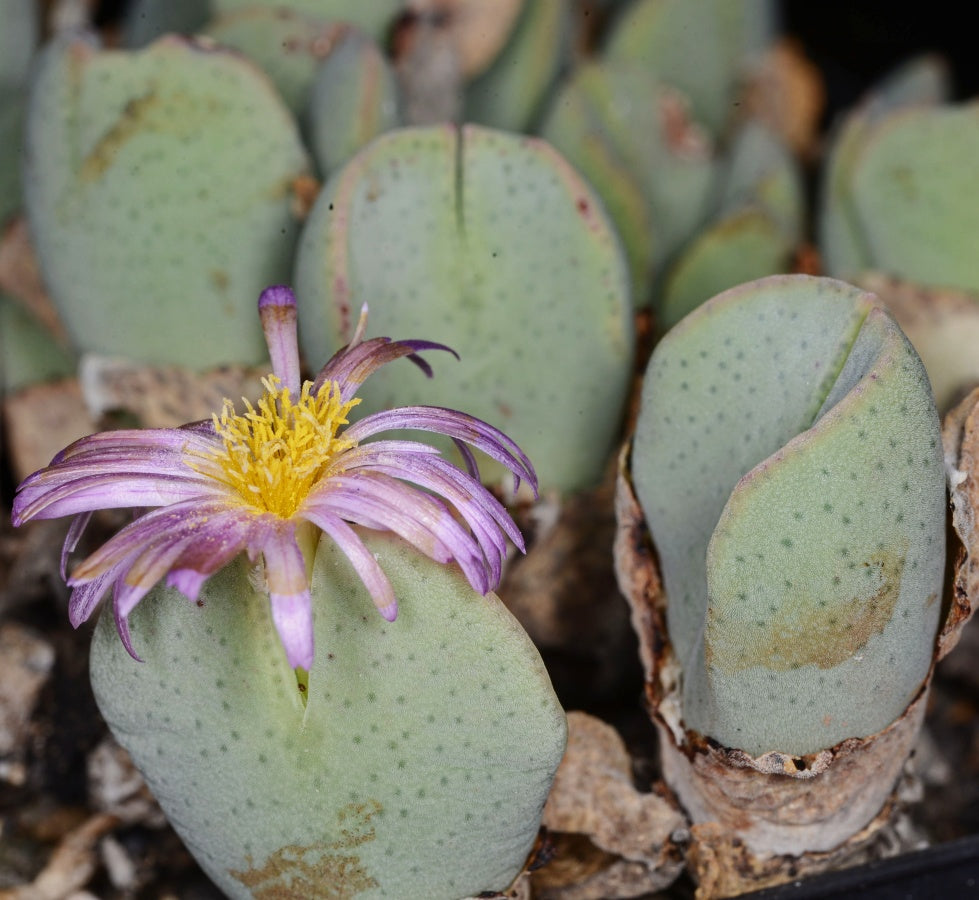 Green Conophytum Ernianum Flower seeds for Planting Vibrant Colors Heirloom & GMO Free Seeds for Home Garden
Sale seeds for home garden planting