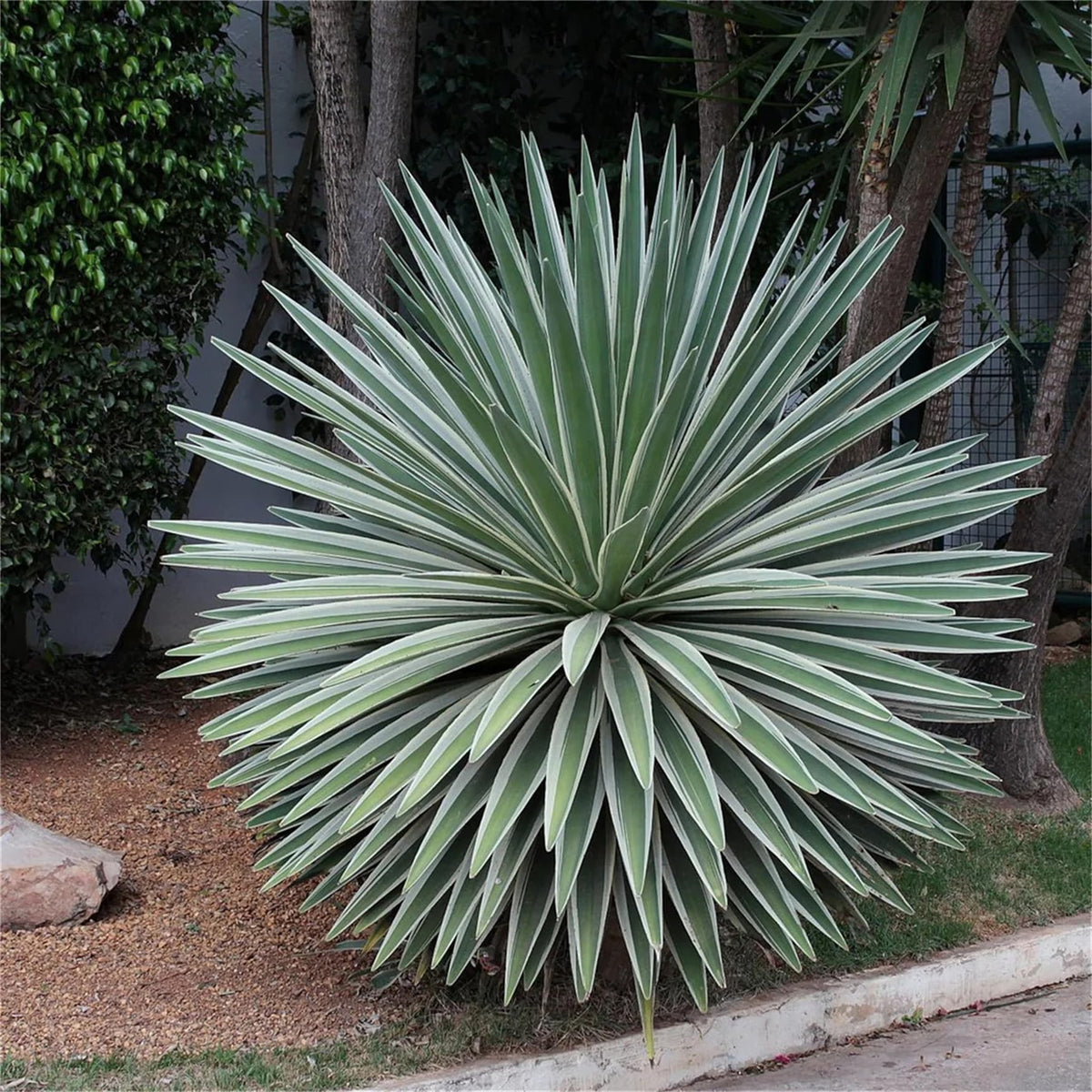 Green Agave Angustifolia Flower seeds for Planting Perfect for Borders Heirloom & GMO Free Seeds for Home Garden
Sale seeds for home garden planting