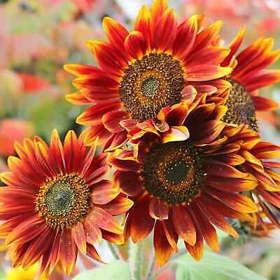 Orange Red SunFlower seeds for Planting - Fragrant Blossoms, Heirloom & GMO Free Seeds for Home Garden
Sale seeds for planting in home garden