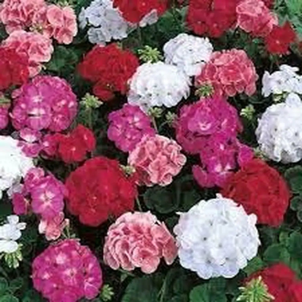 Mix Geranium Perennial Flower seeds for Planting - Seasonal Bloomer, Heirloom & GMO Free Seeds for Home Garden
Sale seeds for planting in home garden