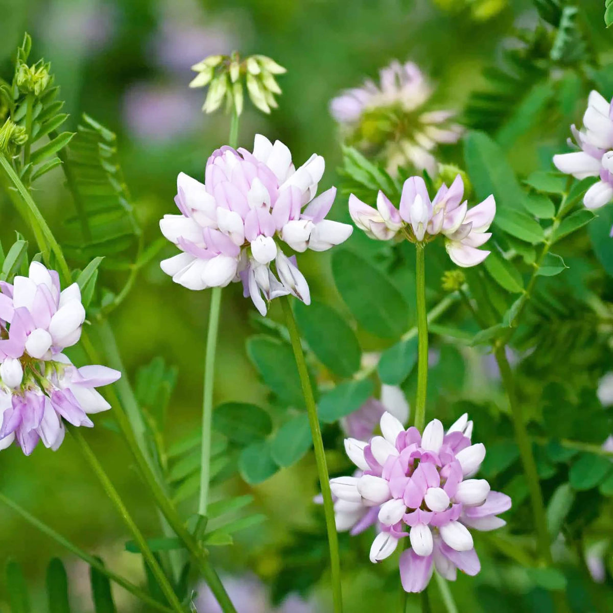 Violet Crown Vetch Flower seeds for Planting Long Bloom Season Heirloom & GMO Free Seeds for Home Garden
Sale seeds for home garden planting