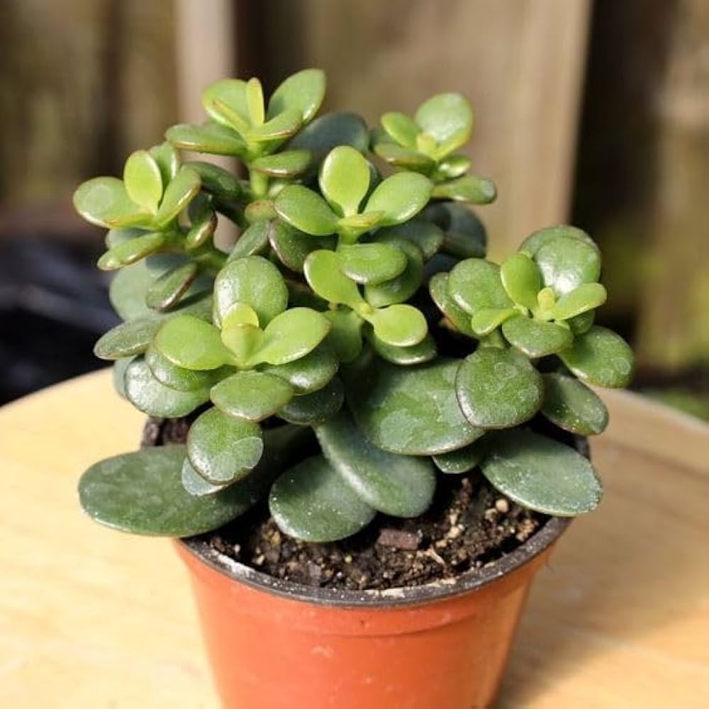 Crassula Blumensamen zum Pflanzen Duftende Blüten He