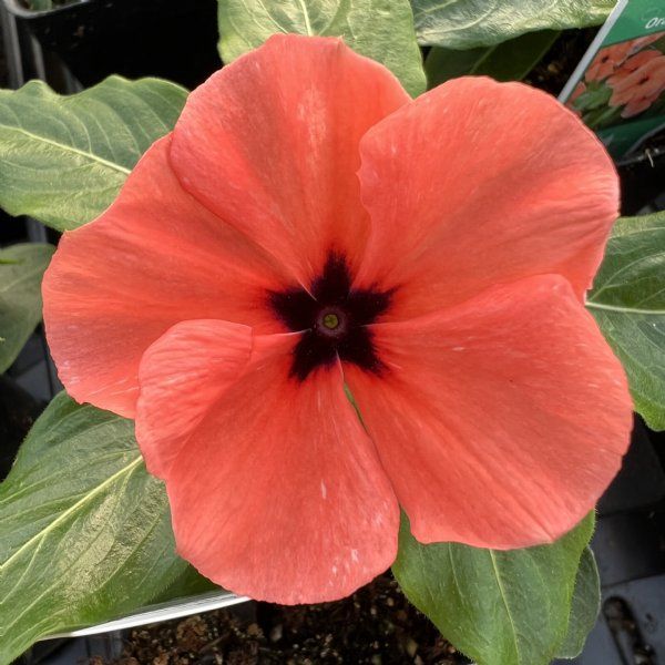 Periwinkle Flower seeds for Planting Drought Tolerant Heirloom & GMO Free Seeds for Home Garden
Sale seeds for home garden planting