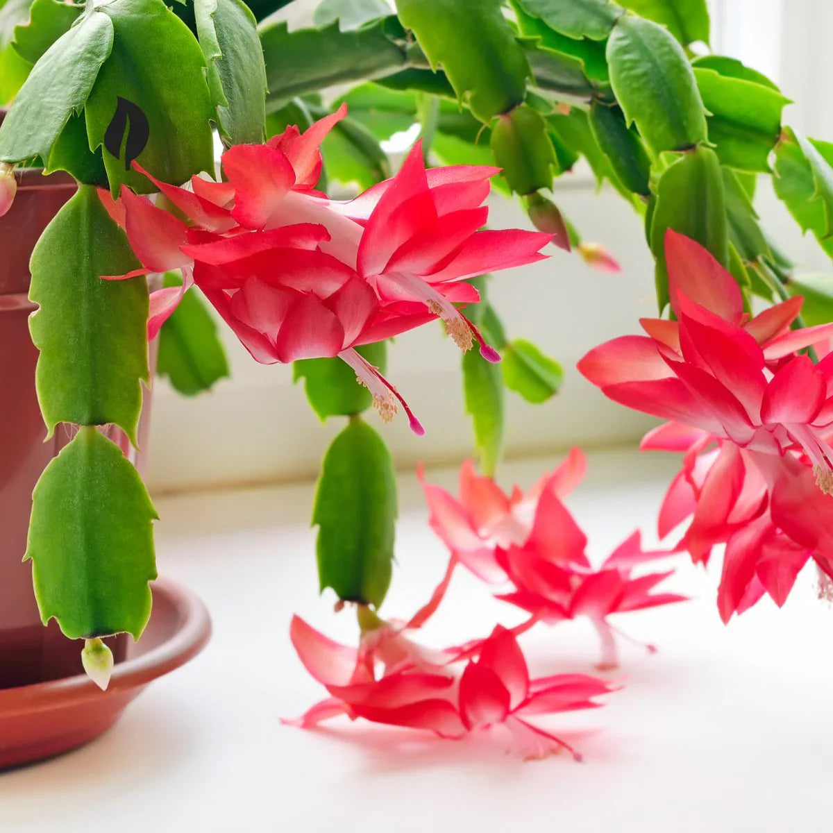Zygocactus Schlumbergera Flower seeds for Planting Garden Favorite Heirloom & GMO Free Seeds for Home Garden
Sale seeds for home garden planting