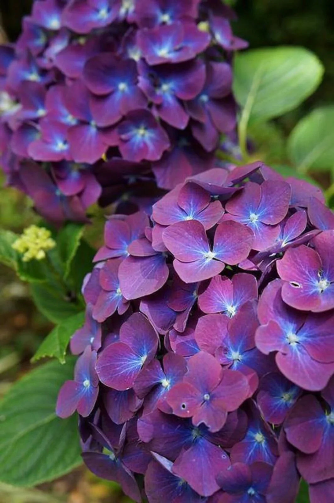 Purple & Dark Blue Hydrangea Flower seeds for Planting - Shade Tolerant, Heirloom & GMO Free Seeds for Home Garden
Sale seeds for planting in home garden