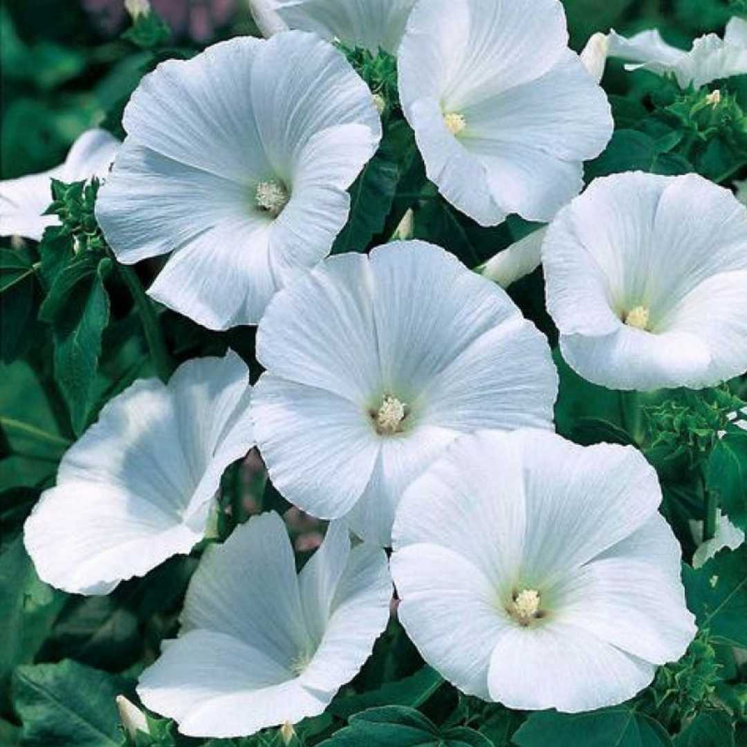 White Pansy Flower seeds for Planting Wildflower Mix Heirloom & GMO Free Seeds for Home Garden
Sale seeds for home garden planting
