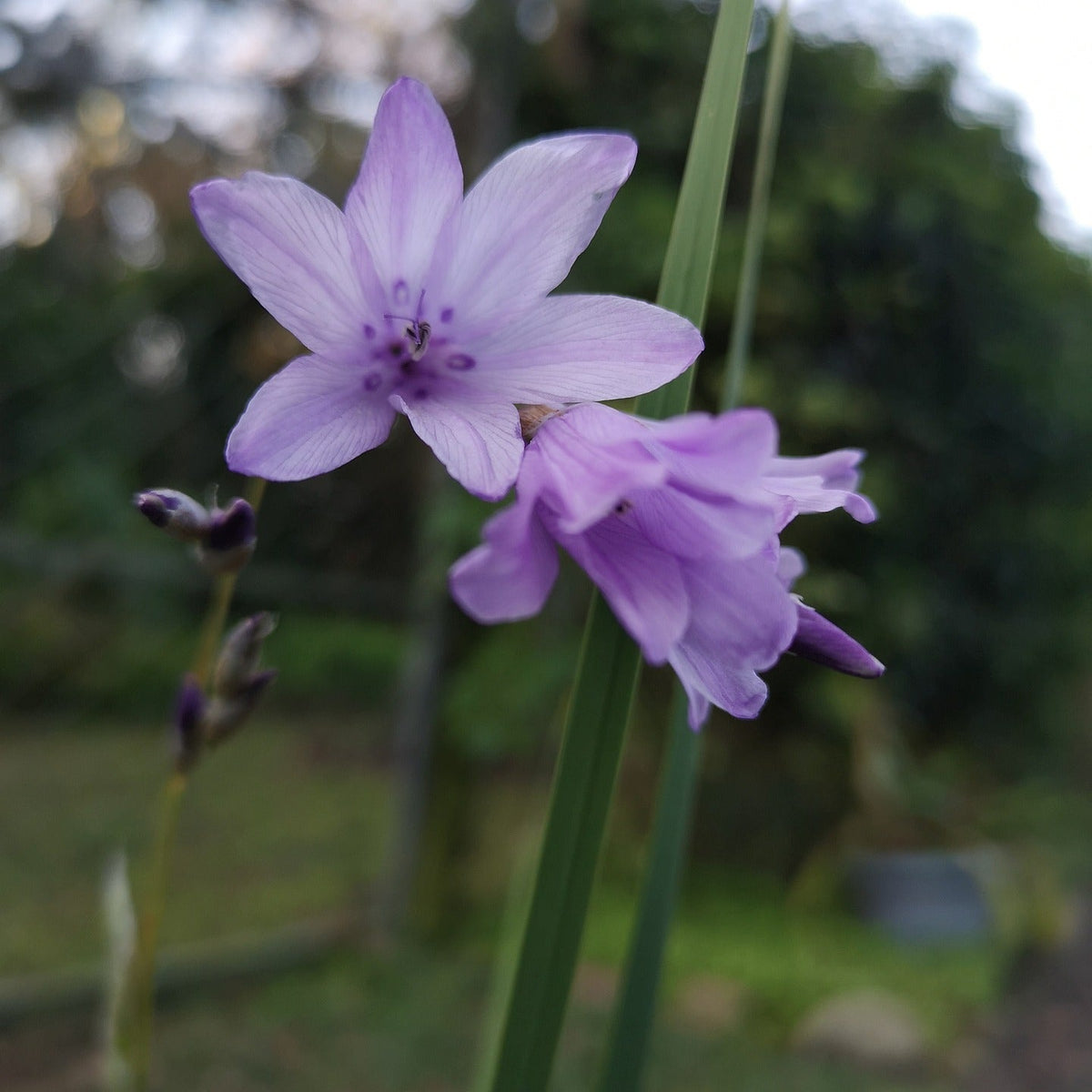 Lavender Dierama Flower seeds for Planting - Low Maintenance, Heirloom & GMO Free Seeds for Home Garden
Sale for planting in home garden