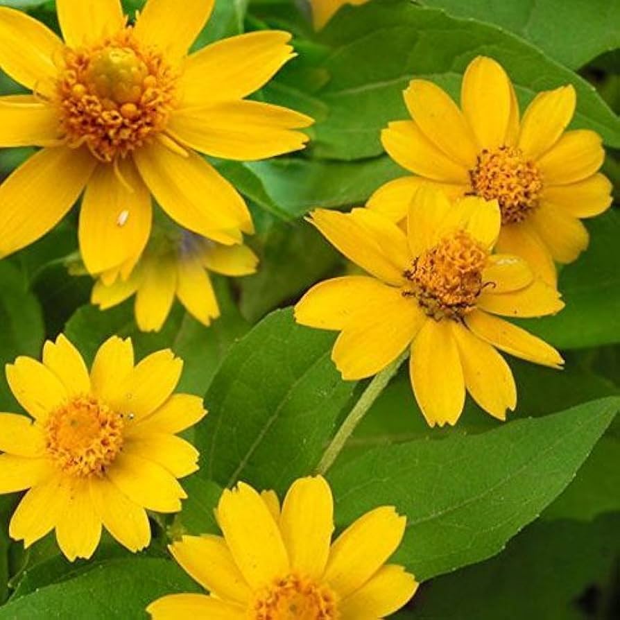 Melampodium Flower seeds for Planting Vibrant Colors Heirloom & GMO Free Seeds for Home Garden
Sale for planting in home garden