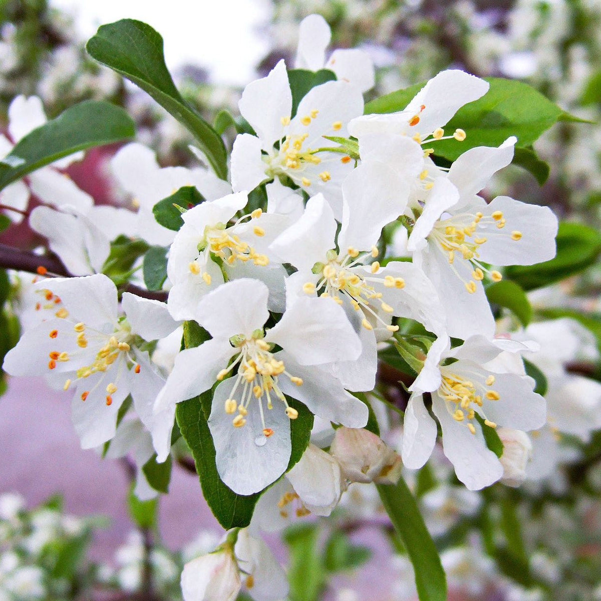 White Crabapple Flower seeds for Planting - Fragrant Blossoms, Heirloom & GMO Free Seeds for Home Garden
Sale for planting in home garden