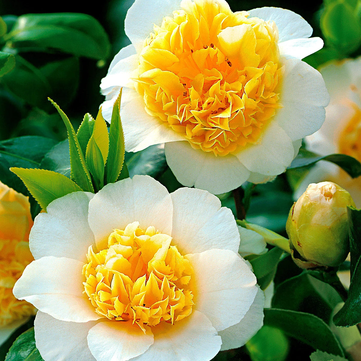White Yellow Camellia Flower seeds for Planting - Easy to Grow, Heirloom & GMO Free Seeds for Home Garden
Sale for planting in home garden