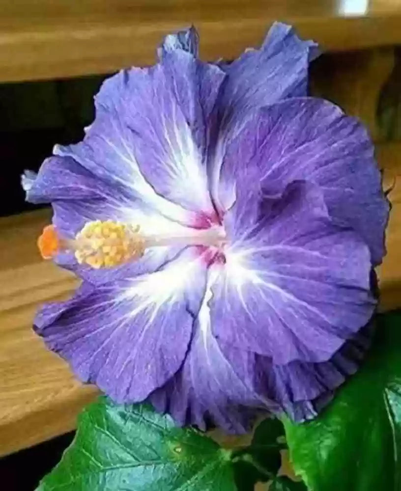 Blue White Hibiscus Flower seeds for Planting Sun Loving Heirloom & GMO Free Seeds for Home Garden
Sale seeds for home garden planting