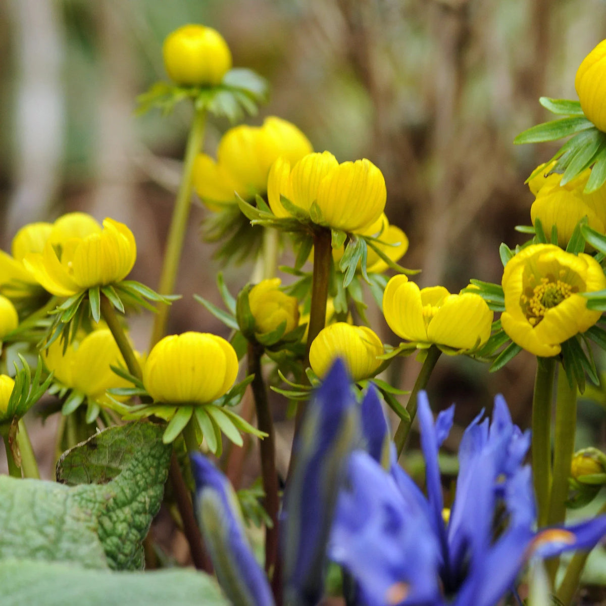 Yellow Aconite Flower seeds for Planting Garden Favorite Heirloom & GMO Free Seeds for Home Garden
Sale seeds for home garden planting