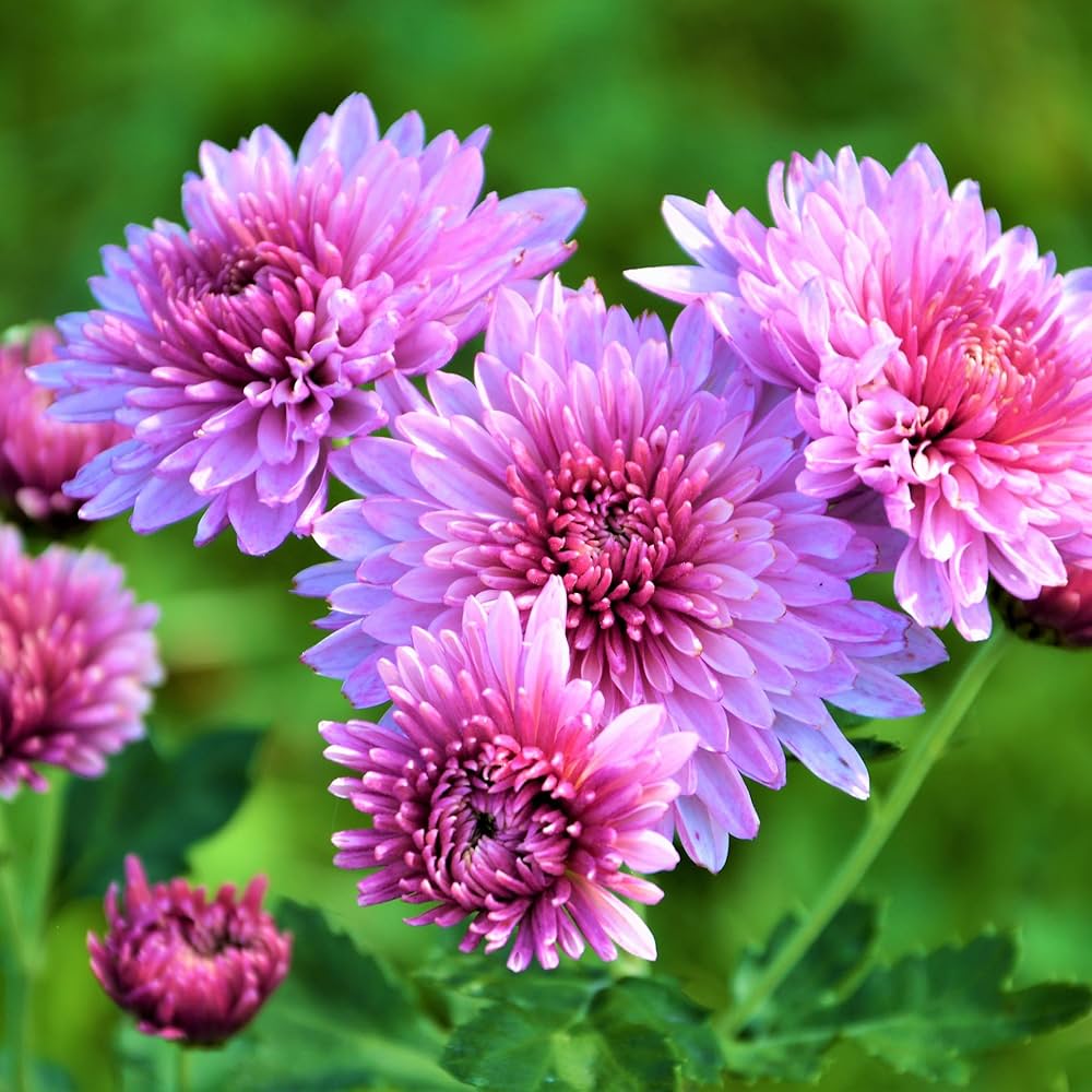 Frische Samen der Chrysantheme zum Pflanzen – Gartenliebling – Pure Asia  Seeds