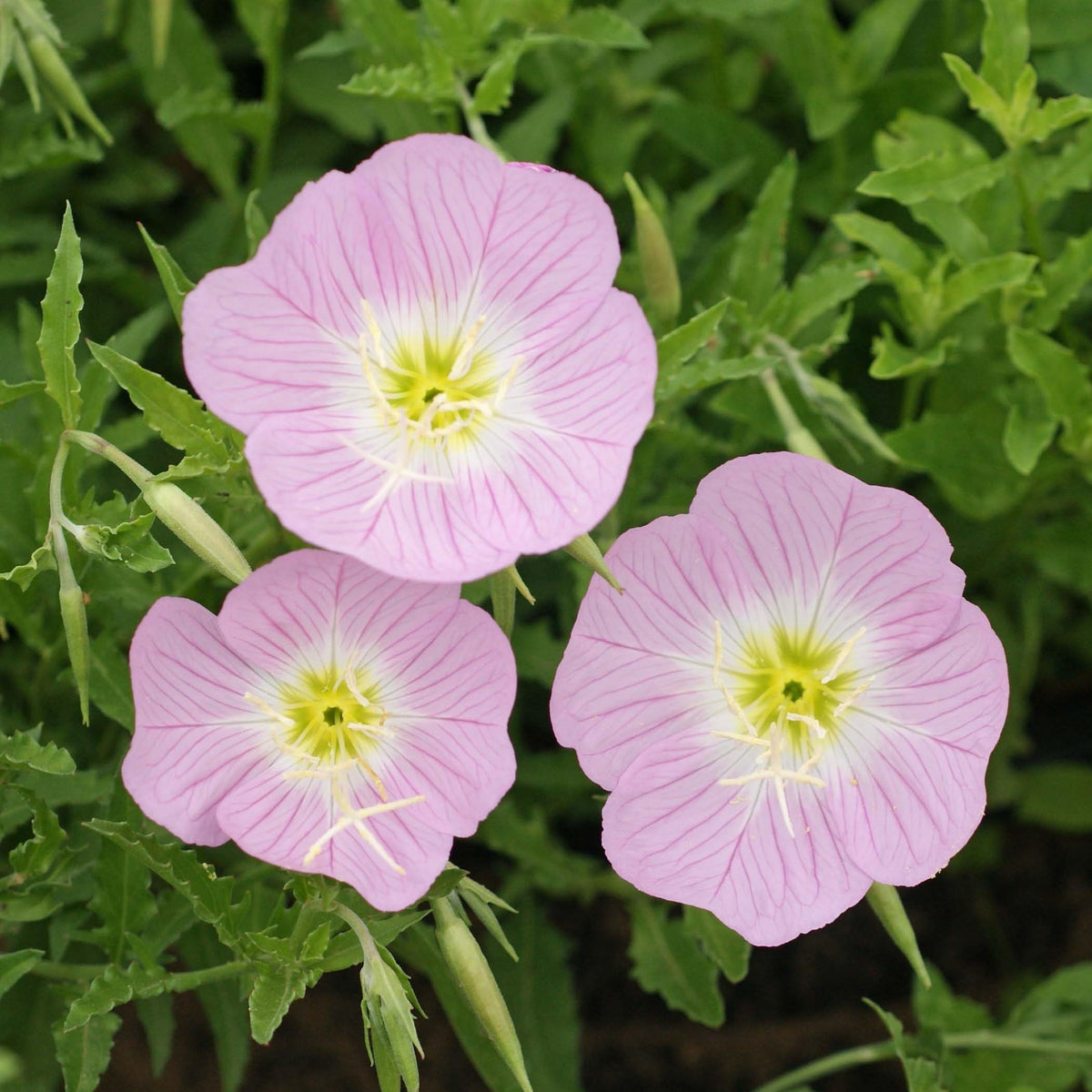 Light Pink Primrose Flower seeds for Planting Sun Loving Heirloom & GMO Free Seeds for Home Garden
Sale seeds for home garden planting