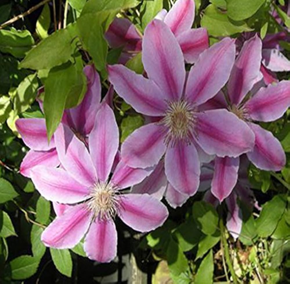 Clematis Purple Flower seeds for Planting - Wildflower Mix, Heirloom & GMO Free Seeds for Home Garden
Sale seeds for planting in home garden
