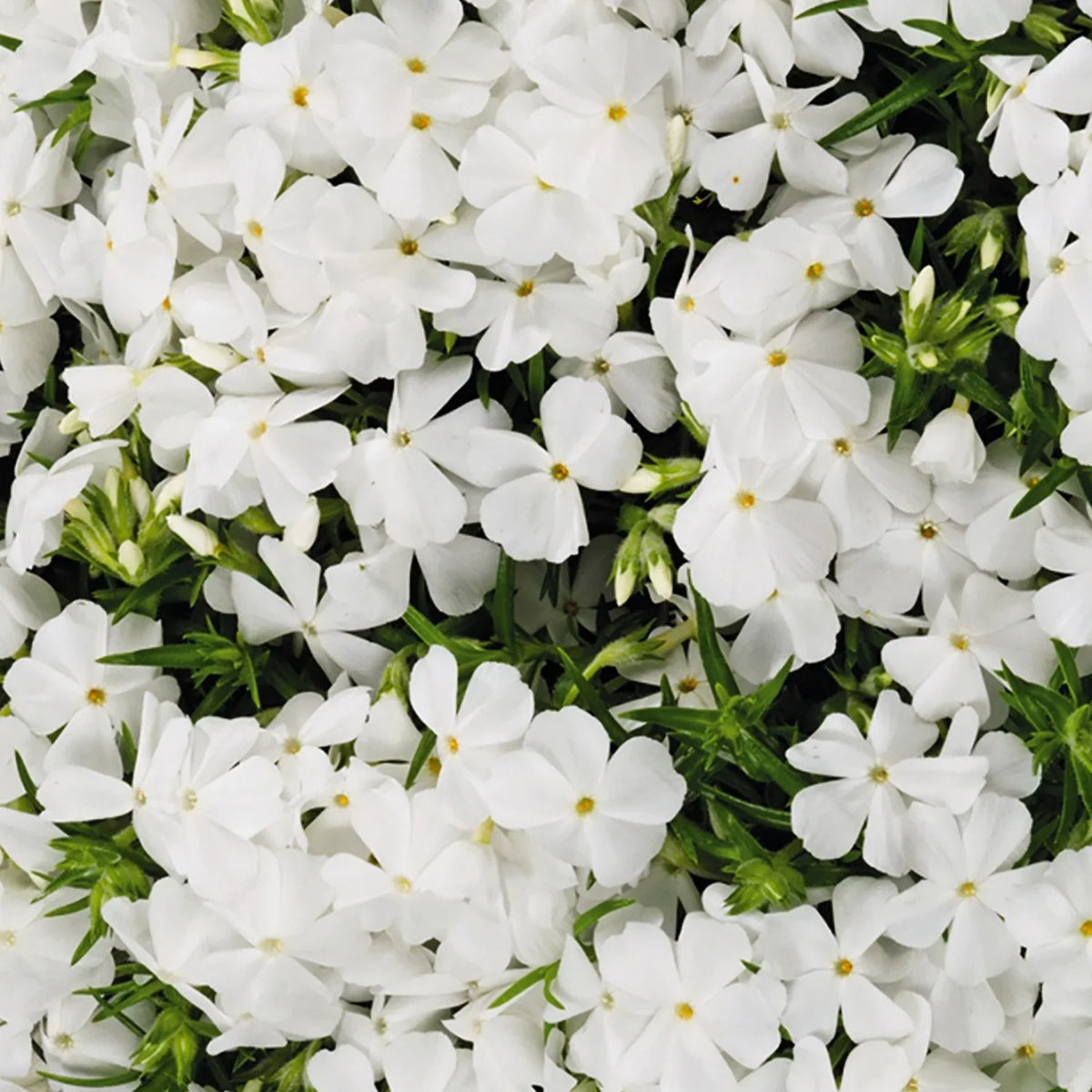 White Creeping Flower seeds for Planting - Drought Tolerant, Heirloom & GMO Free Seeds for Home Garden
Sale for planting in home garden