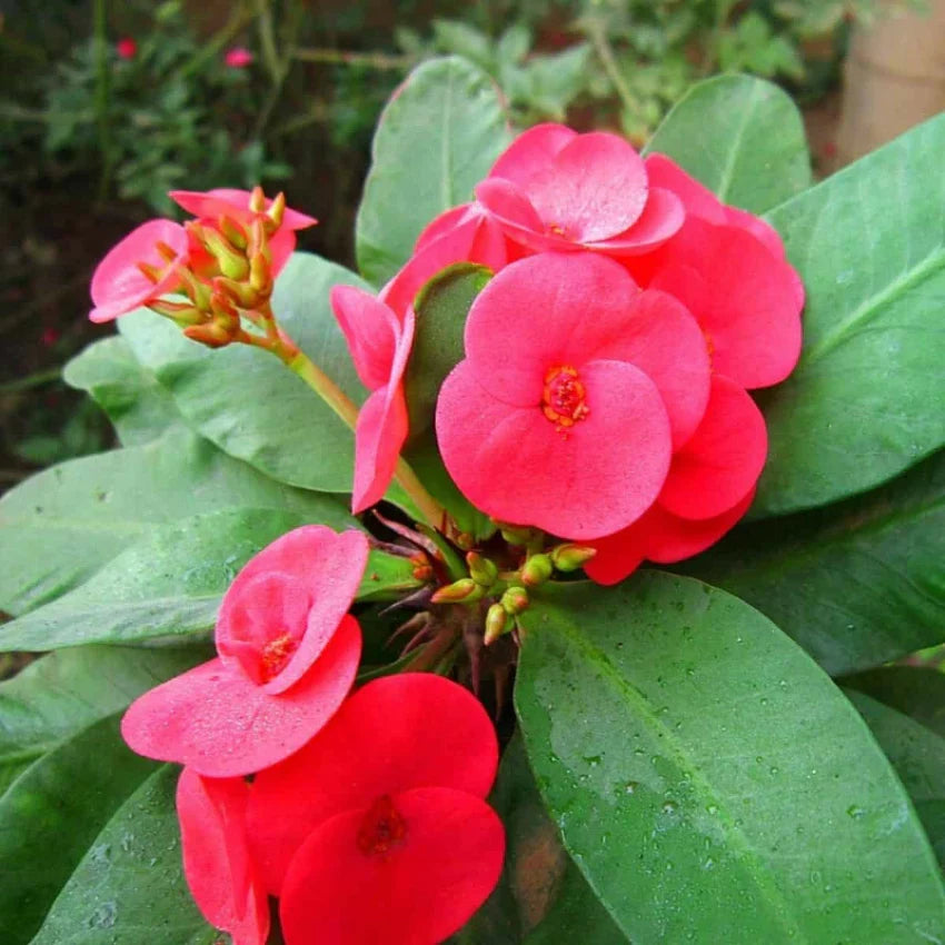 Euphorbia Flower seeds for Planting Low Maintenance Heirloom & GMO Free Seeds for Home Garden
Sale for planting in home garden