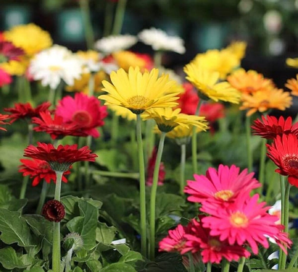 Mix Gerbera Flower seeds for Planting - Wildflower Mix, Heirloom & GMO Free Seeds for Home Garden
Sale for planting in home garden