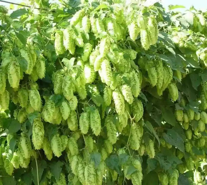 Humulus Lupulus Flower seeds for Planting - Seasonal Bloomer, Heirloom & GMO Free Seeds for Home Garden
Sale seeds for planting in home garden