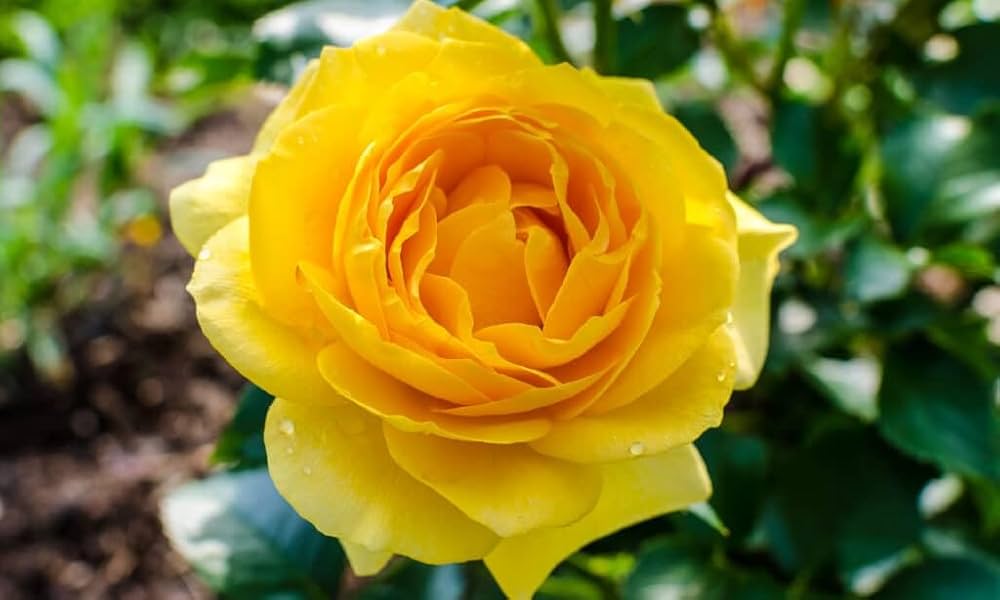 Deep Yellow Rose Flower seeds for Planting - Cut Flower Favorite, Heirloom & GMO Free Seeds for Home Garden
Sale seeds for planting in home garden