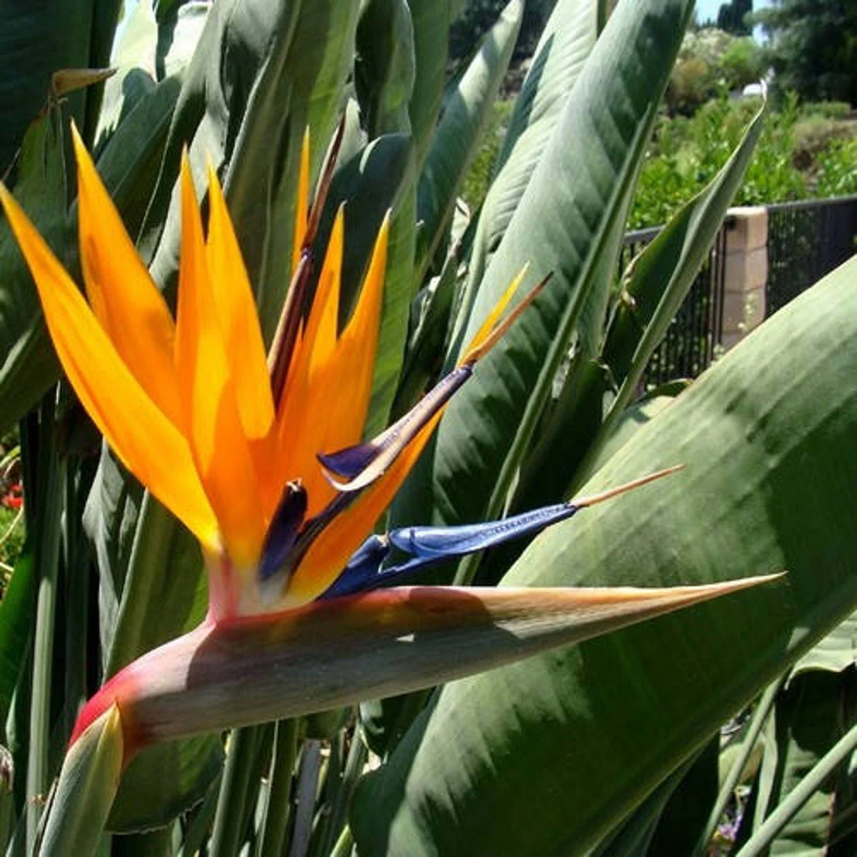 Reginae Flower seeds for Planting Sun Loving Heirloom & GMO Free Seeds for Home Garden
Sale seeds for home garden planting