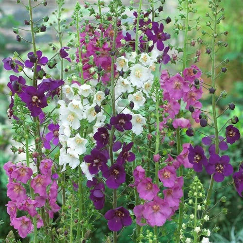 Oxtail Verbascum Flower seeds for Planting Premium Quality Heirloom & GMO Free Seeds for Home Garden
Sale for planting in home garden