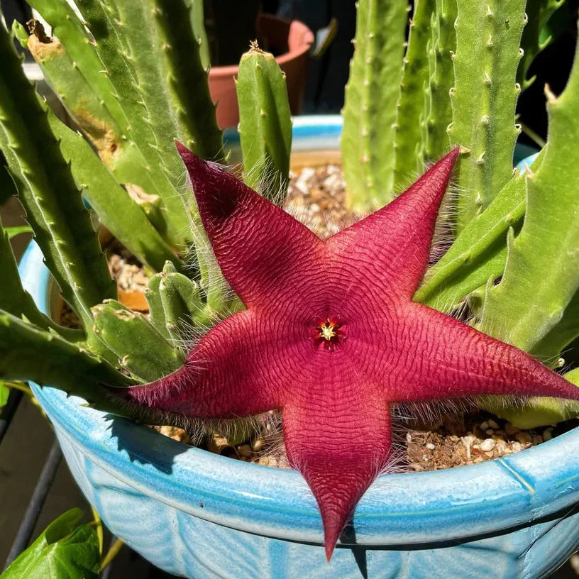 Red Stapelia Flower seeds for Planting - Compact Growth, Heirloom & GMO Free Seeds for Home Garden
Sale for planting in home garden