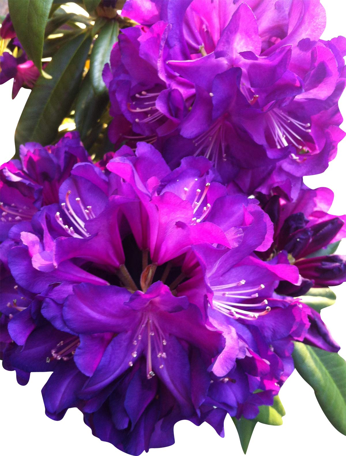 Purple Rhododendron Flower seeds for Planting - Pollinator Friendly, Heirloom & GMO Free Seeds for Home Garden
Sale seeds for planting in home garden