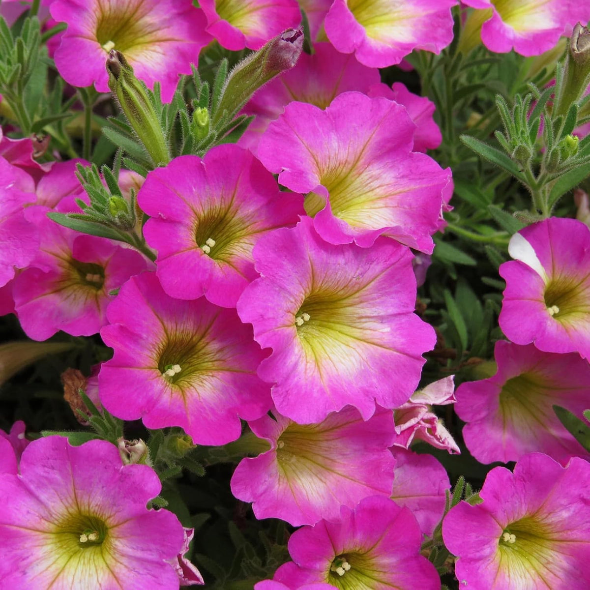 Yellow & Pink Petunia Flower seeds for Planting Easy to Grow Heirloom & GMO Free Seeds for Home Garden
Sale seeds for home garden planting