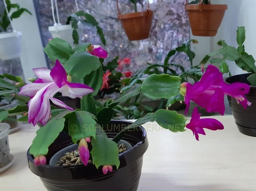 Purple White Schlumbergera Flower seeds for Planting - Vibrant Colors, Heirloom & GMO Free Seeds for Home Garden
Sale seeds for planting in home garden