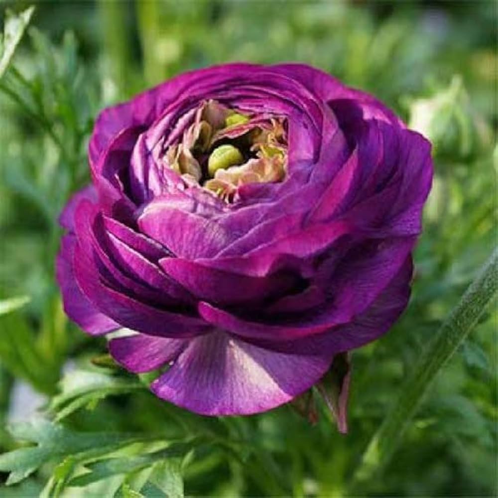Violet Ranunculus Flower seeds for Planting - Shade Tolerant, Heirloom & GMO Free Seeds for Home Garden
Sale for planting in home garden