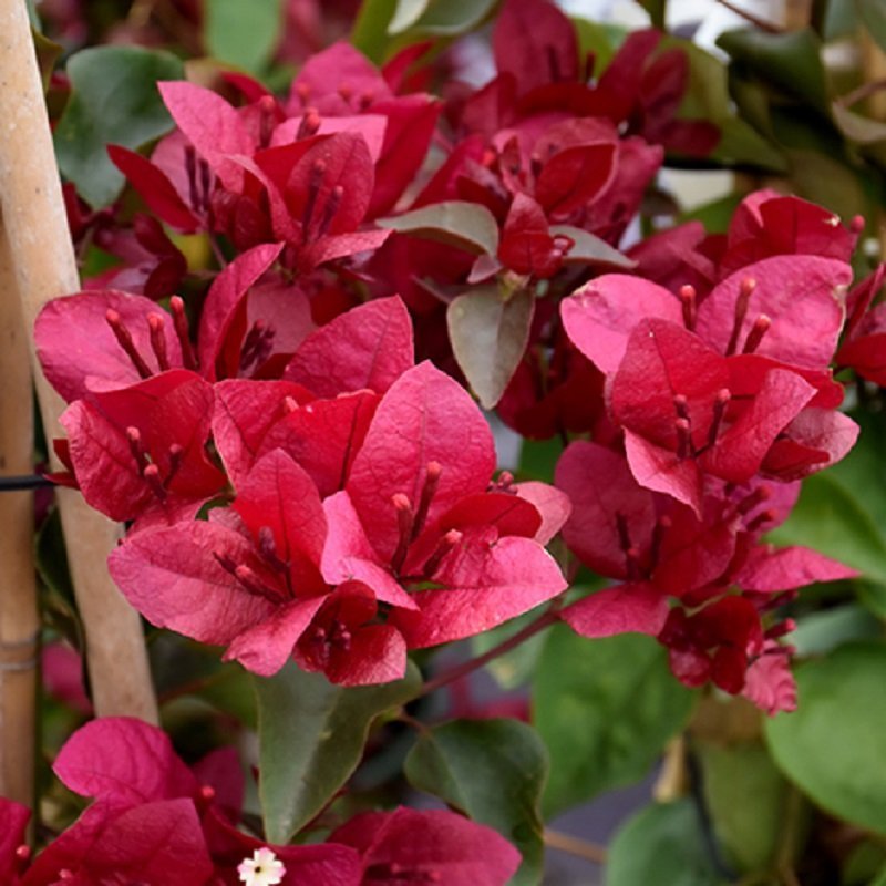 Maroon Bougainvillea Flower seeds for Planting Perfect for Borders Heirloom & GMO Free Seeds for Home Garden
Sale seeds for home garden planting