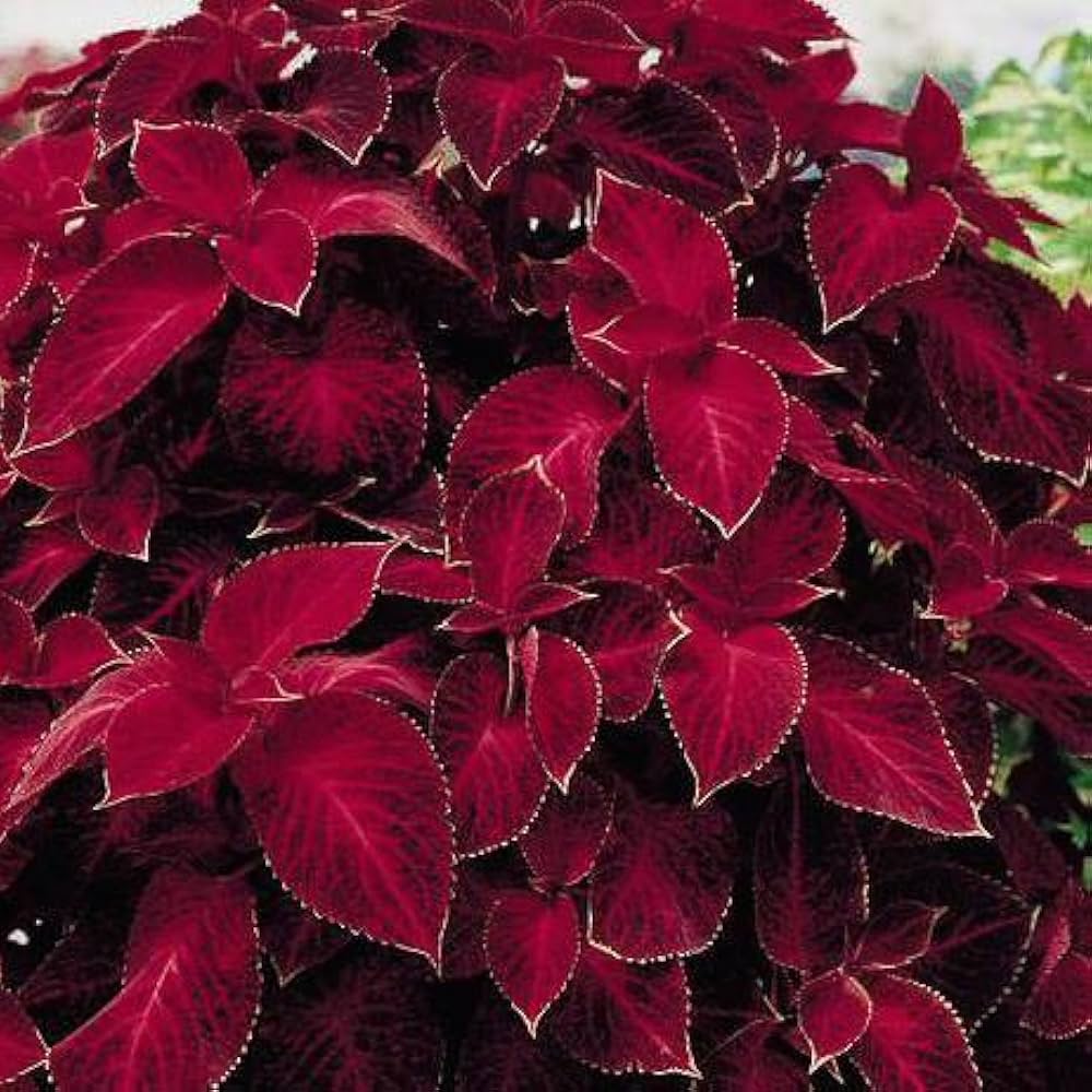 Deep Red Coleus Flower seeds for Planting Bright Blooms Heirloom & GMO Free Seeds for Home Garden
Sale seeds for home garden planting