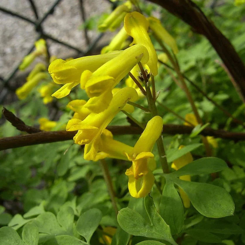 Yellow Corydalis Flower seeds for Planting Garden Favorite Heirloom & GMO Free Seeds for Home Garden
Sale seeds for home garden planting