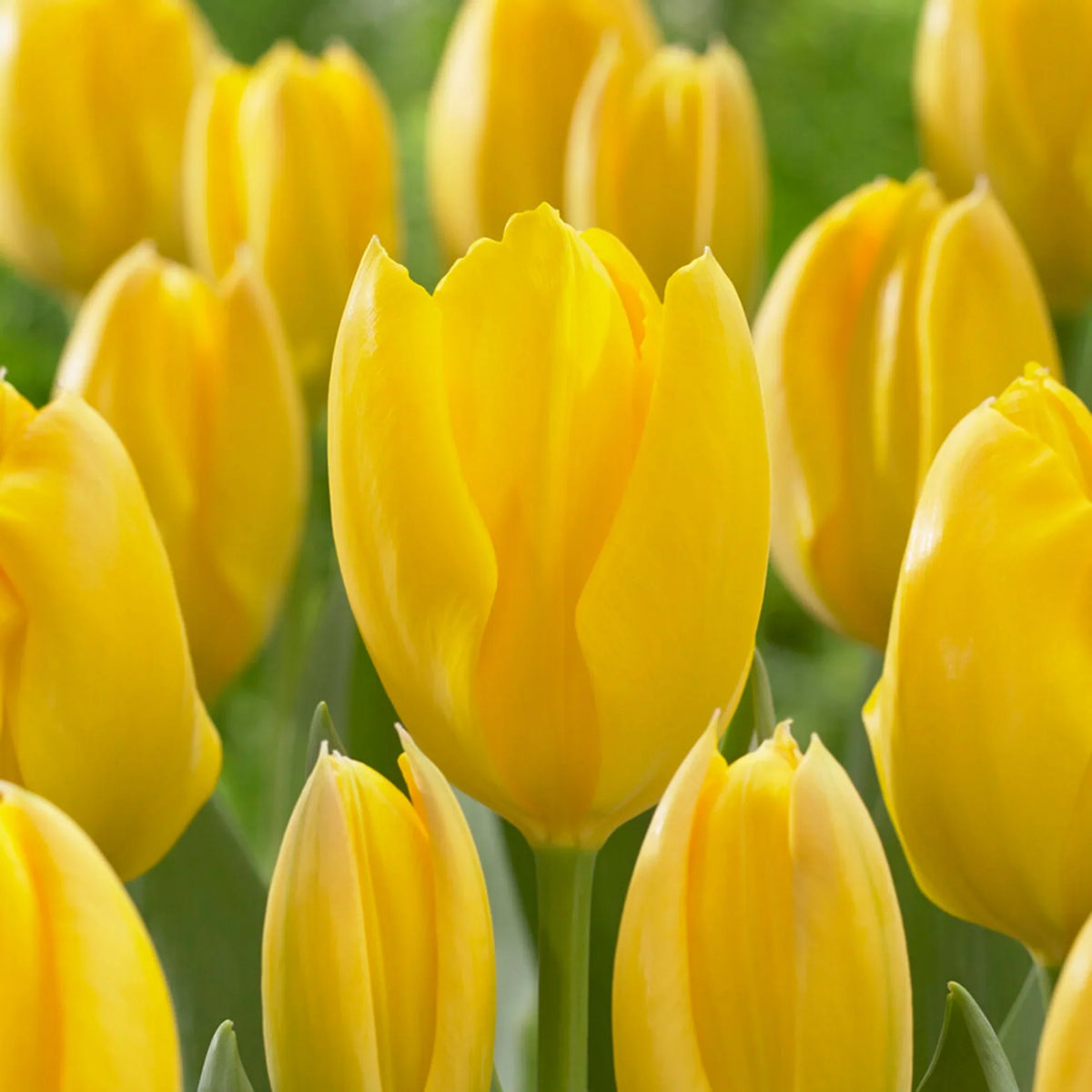 Yellow Tulip Flower seeds for Planting Cottage Garden Essential Heirloom & GMO Free Seeds for Home Garden
Sale seeds for home garden planting