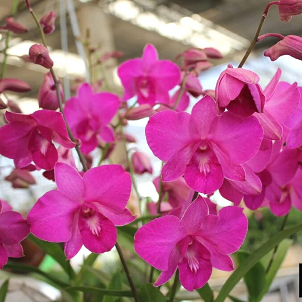 Pink Dendrobium Flower seeds for Planting Premium Quality Heirloom & GMO Free Seeds for Home Garden
Sale seeds for home garden planting