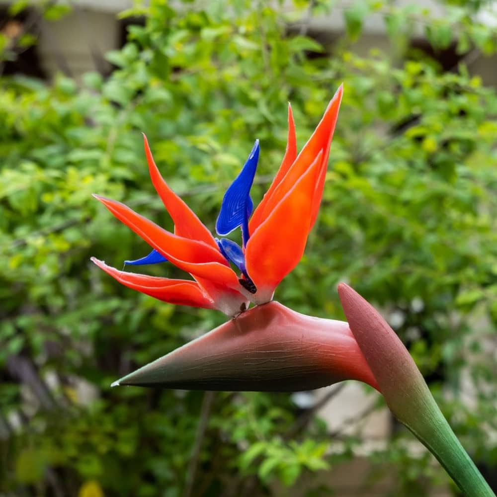 Strelitzia Flower seeds for Planting Drought Tolerant Heirloom & GMO Free Seeds for Home Garden
Sale seeds for home garden planting