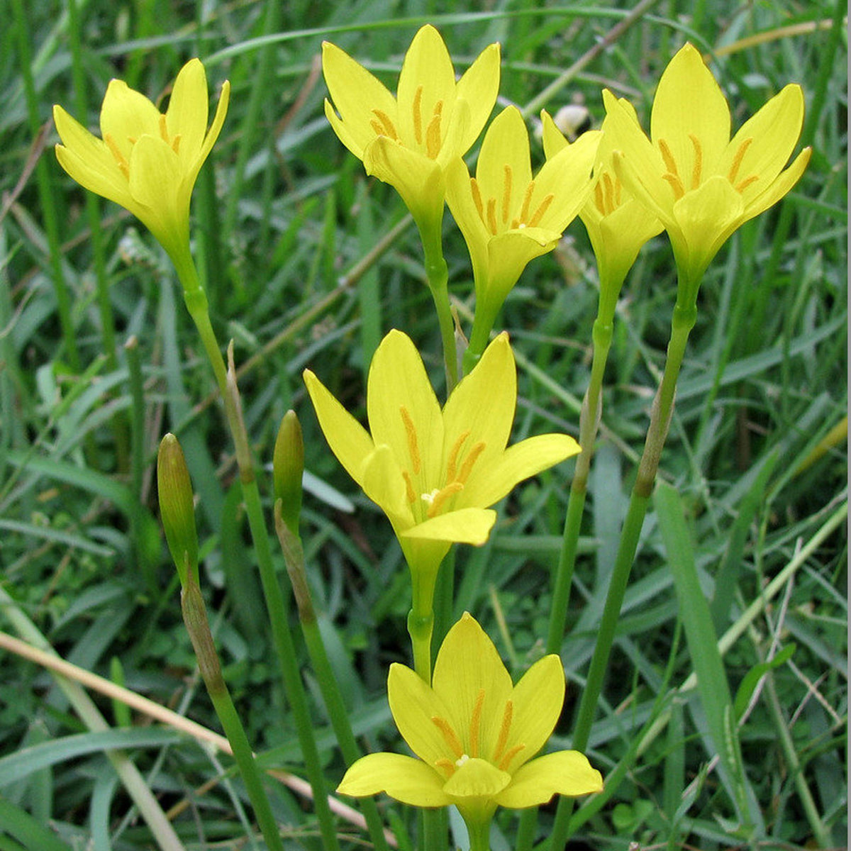 Yellow Zephyranthes Flower seeds for Planting Shade Tolerant Heirloom & GMO Free Seeds for Home Garden
Sale seeds for home garden planting