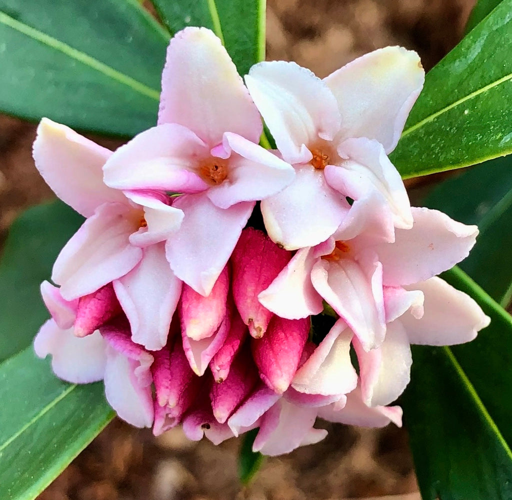 Daphne Flower seeds for Planting - Seasonal Bloomer, Heirloom & GMO Free Seeds for Home Garden
Sale for planting in home garden