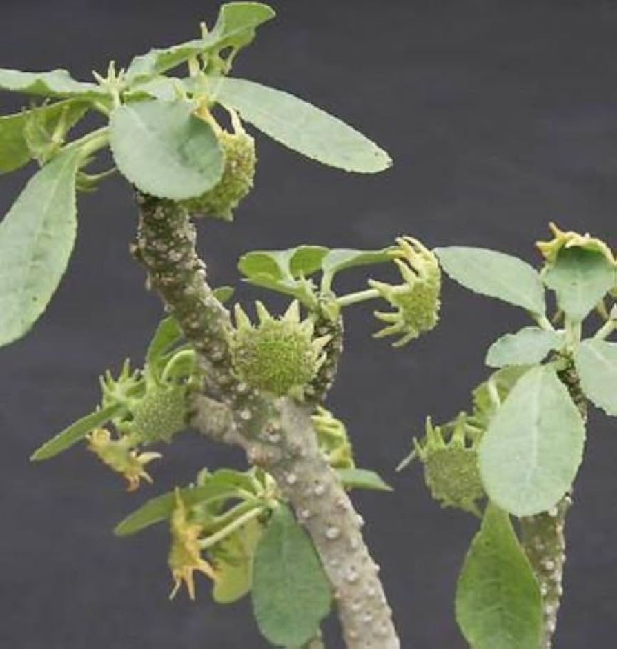 Dorstenia Lavrano Flower seeds for Planting Low Maintenance Heirloom & GMO Free Seeds for Home Garden
Sale seeds for home garden planting
