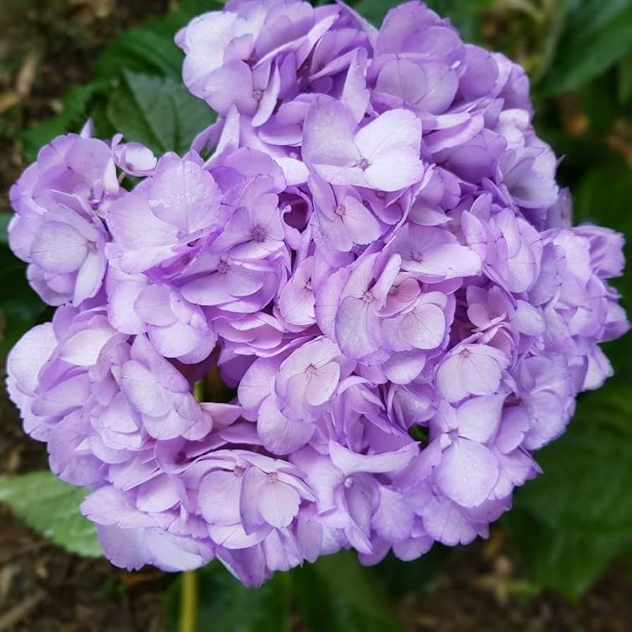 Violet Hydrangea Flower seeds for Planting Bright Blooms Heirloom & GMO Free Seeds for Home Garden
Sale seeds for home garden planting
